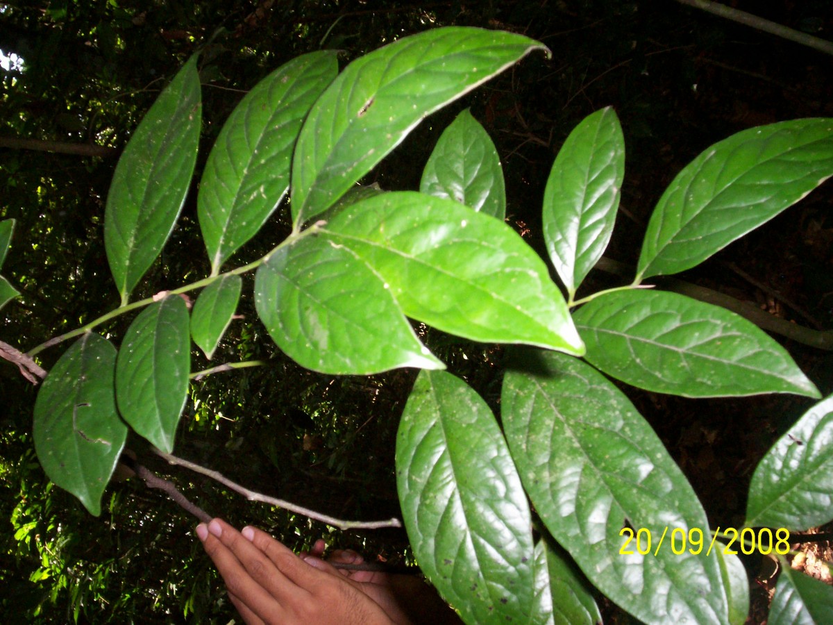 Diospyros walkeri (Wight) Gürke